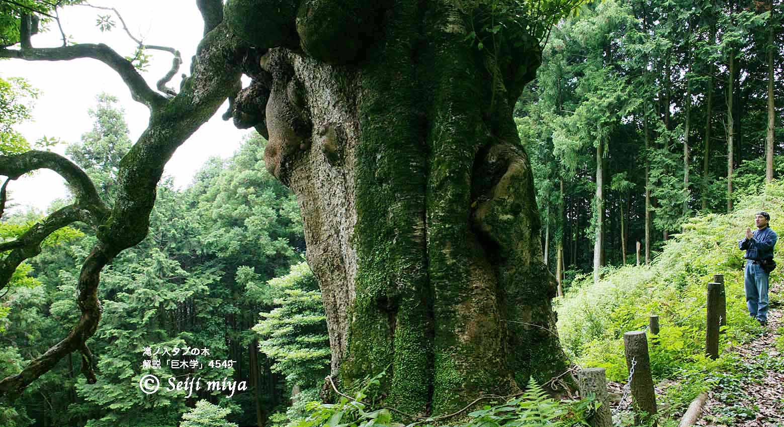 滝ノ入タブの木